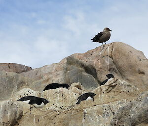 Skua sitting on rocks above the penguins getting ready to swoop on a chick