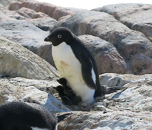 Adult Adelie penguin with two chicks tucked below its feathers.