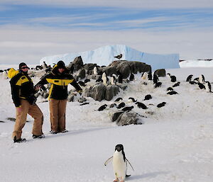 Biologists at work counting penguins