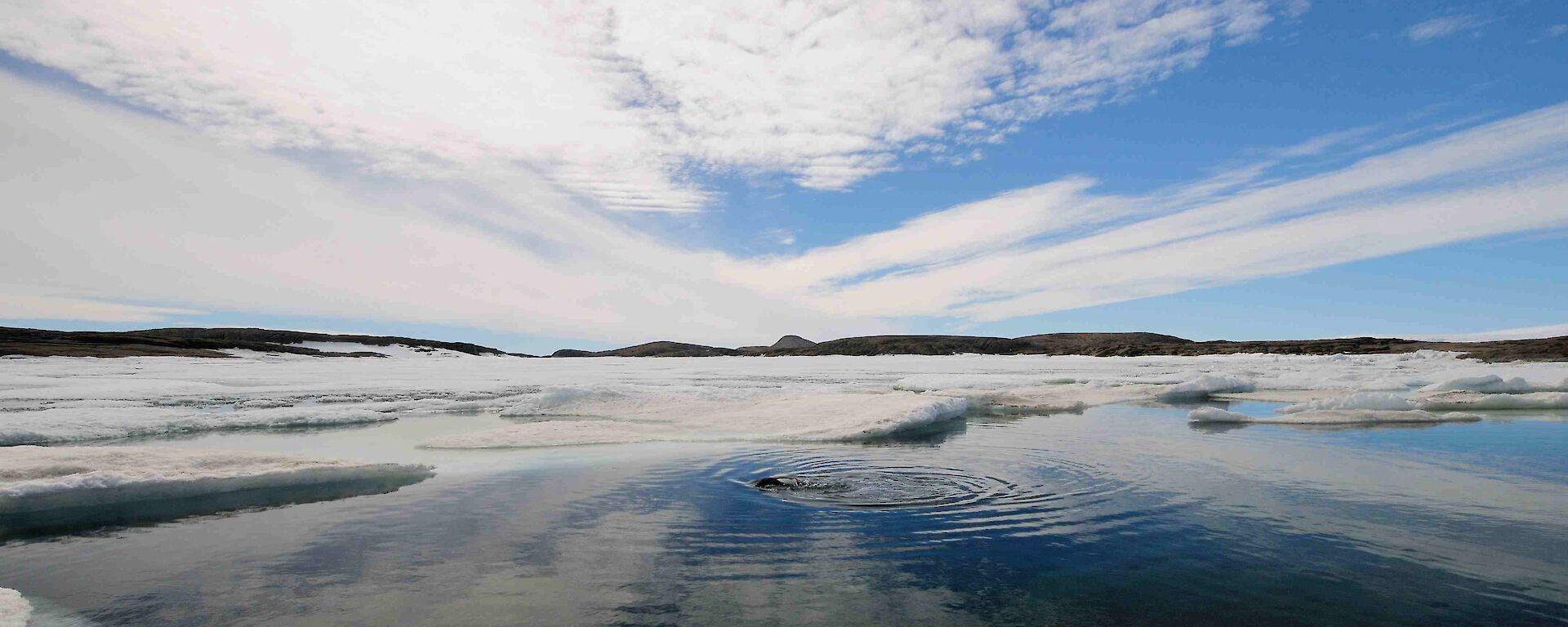 Penguin breaks the surface