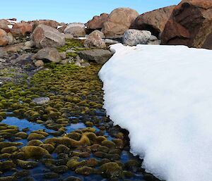 Moss beds appear from beneath their protective winter covers
