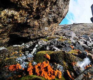 Multiple types of moss and lichen