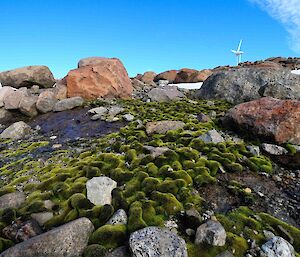 More moss and rocks with patches of ice