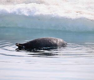 Adelie with its head out of the water taking a breath before it dives