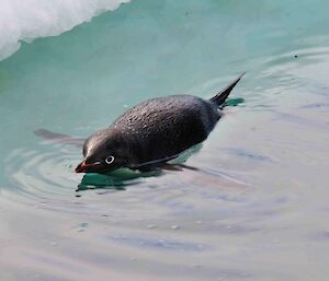 Adelie about to dive, swimming at the surface