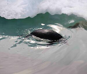 Adelie starting the dive with head underwater but body and tail still above