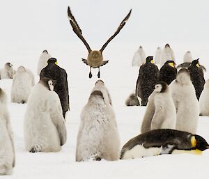 Skua swops Emperor's