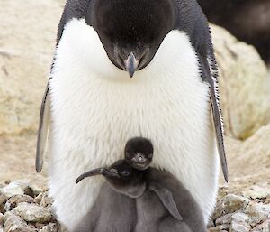 Two Adelie chicks snuggled in front of the adult