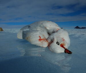 Snow petrel killed by skua