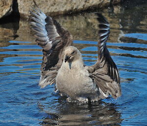 Skua bathing