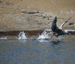 Giant petrel taking off to fly from the water