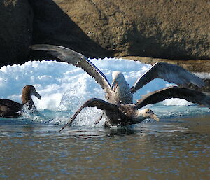 Three giant petrels frolicking amongst the ice and water