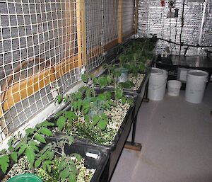 Left wall of hydroponics shed with tubs of green vegetables growing