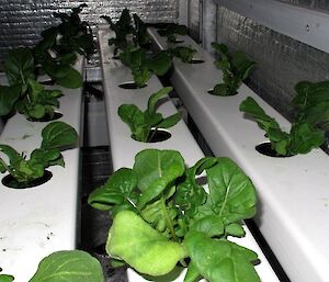 Close up of three lines of green vegetables growing in hydroponics