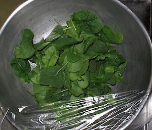 A metal bowl filled with salad greens produced in the Mawson hydroponics