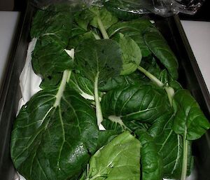 Metal tray of large green leafy vegetables grown in hydroponics