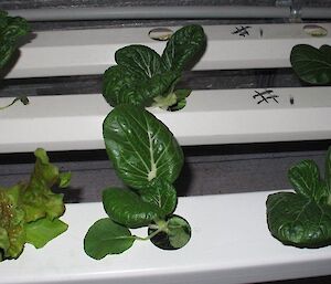 Close-up of a row of leafy vegetables growing in hydroponics shed