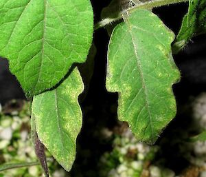 A close-up photograph of the leaf of a green leafy vegetable growing in Hydroponics