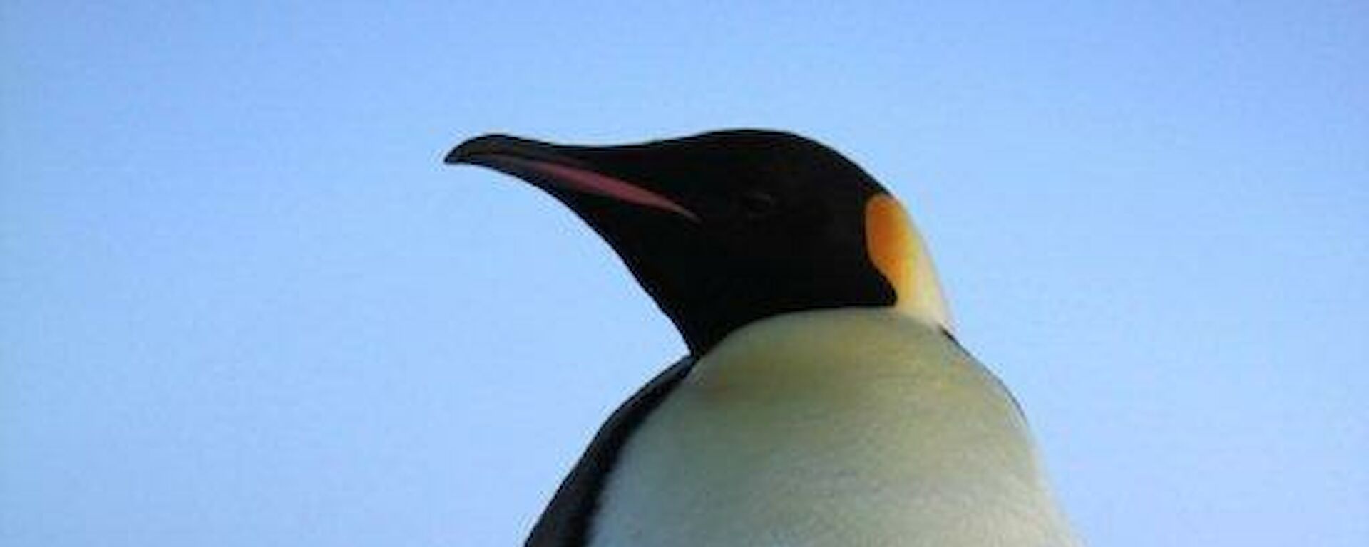 A close up of an Emperor Penguin standing grand and tall