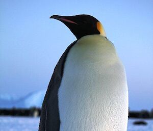 A close up of an Emperor Penguin standing grand and tall