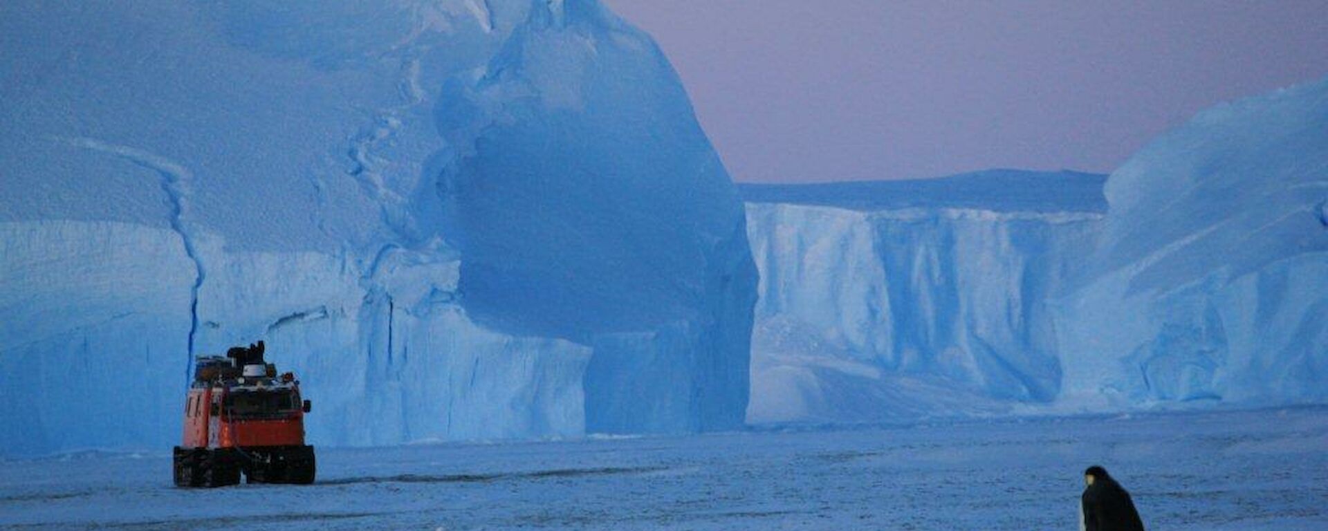 An emporer penguin walking toward a Hägglunds