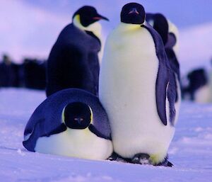 One emperor penguin standing and one lying looking directly toward the camera