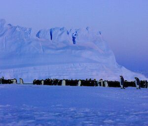 An emperor penguin colony arranging themselves into a huddle