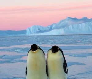 Two emperor penguins coming for a closer look