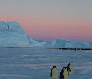 Three emperor penguins story from the huddle at Auster Rookery