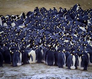 Emperor penguins huddling for protection from the elements