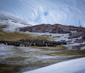 A large number of emperor penguins are visible over the ridge at Taylor Glacier