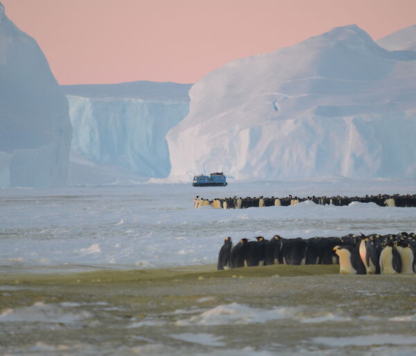 Emperor penguins at Auster rookery