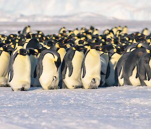 New arrivals of emperor penguins at Auster rookery