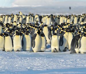 Emperor penguin chicks at Auster rookery