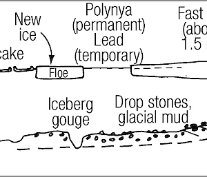Diagram of sea ice formation