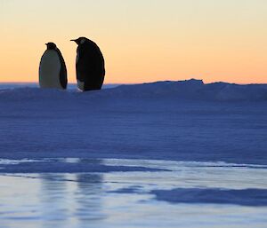 Two emperor penguins at Auster rookery