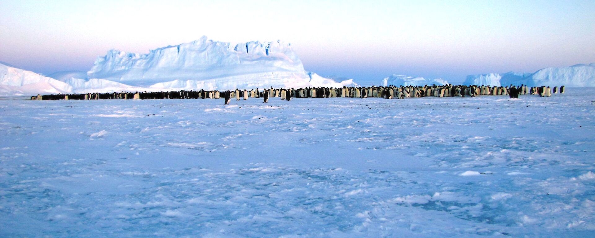 A large penguin colony at Auster taken from a distance with a large iceberg in background