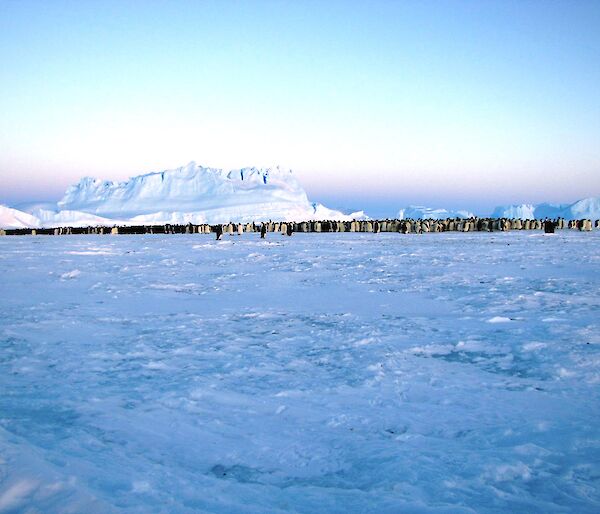 A large penguin colony at Auster taken from a distance with a large iceberg in background
