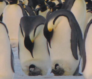 Two penguins with chicks on their feet gaze down at them — at Auster penguin colony