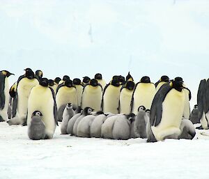 A large huddle of adult emperor penguins surround a creche of fluffy young chicks