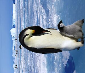 Adult emperor penguin looks down at fluffy chick that looks very happy