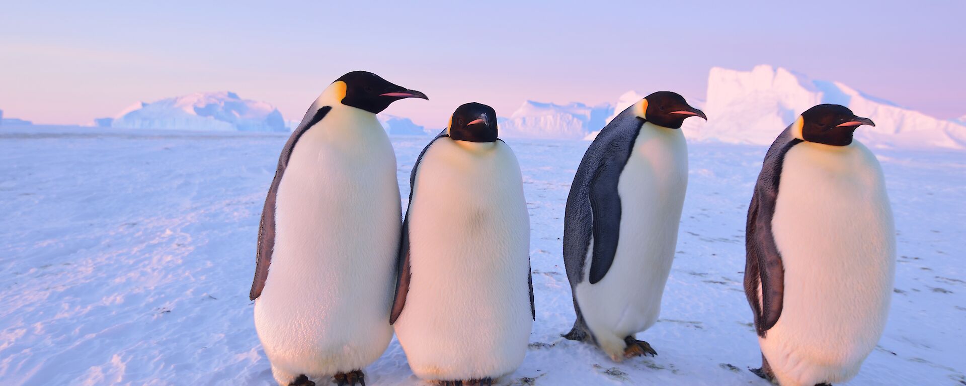 Four emperor penguins look like confident people on the ice, posing in a shot reminiscent of a band on an album cover