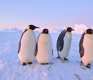 Four emperor penguins look like confident people on the ice, posing in a shot reminiscent of a band on an album cover