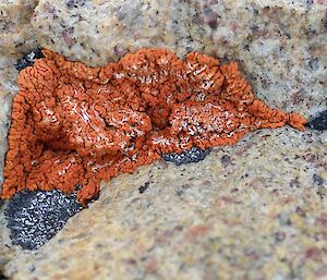 Orange coloured lichen spotted whilst climbing Rumdoodle Peak