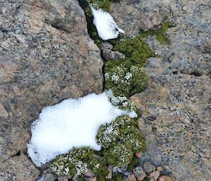 Green coloured lichen located near Colbeck