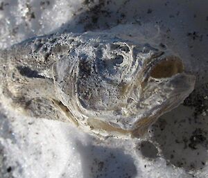 A dehydrated fish located in the frozen ice