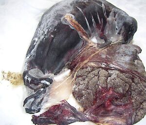A seal fetus frozen in the sea ice