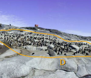 Adélie penguin colonies D, E & F