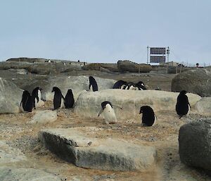 A typical Adélie penguin colony — early in the counting season where there are only a few Adelie penguins on the island