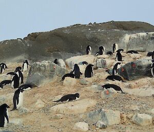 Adélie penguins busy settling in for the summer season